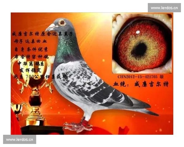 成都市信鸽协会比赛直播全程精彩呈现,见证飞翔的荣耀与速度